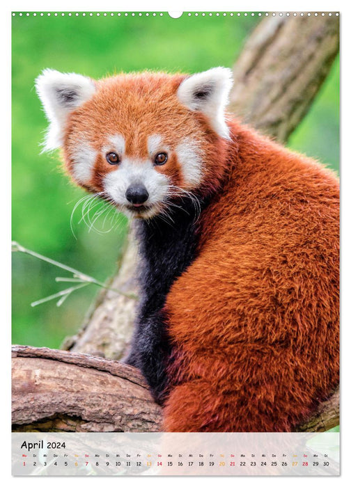 Panda roux (Calvendo Premium Wall Calendar 2024) 