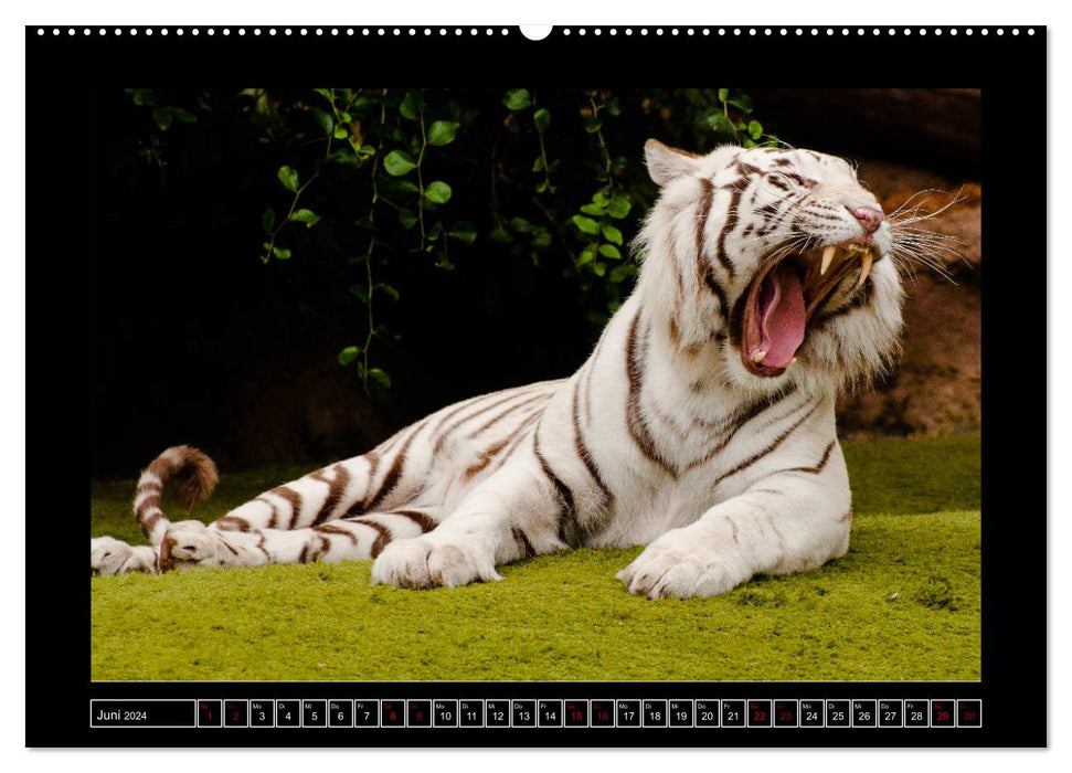 Tigre, lion et compagnie (Calendrier mural CALVENDO Premium 2024) 