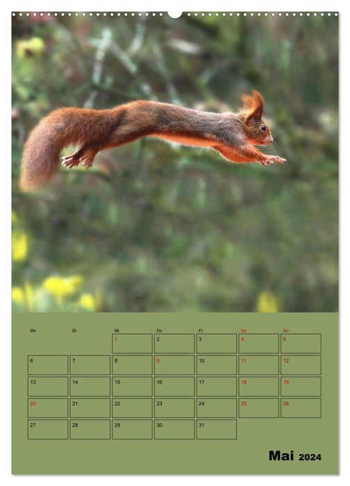 Eichhörnchen - Planer (CALVENDO Premium Wandkalender 2024)