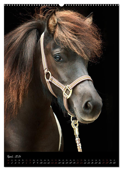 StudioArt Races de chevaux en portrait (Calvendo Premium Calendrier mural 2024) 