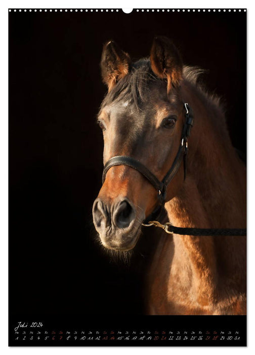 StudioArt Races de chevaux en portrait (Calvendo Premium Calendrier mural 2024) 