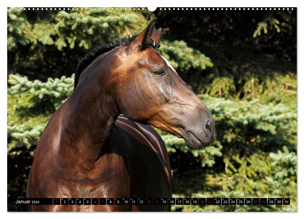 Schwere Warmblüter 2024 (CALVENDO Premium Wandkalender 2024)