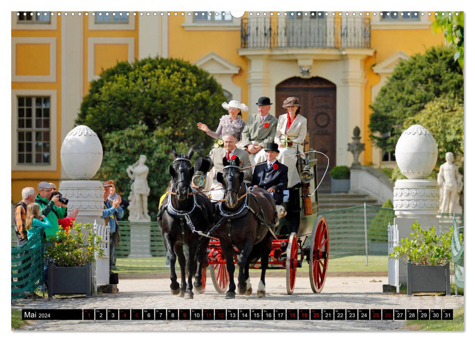 Chevaux lourds à sang chaud 2024 (Calvendo Premium Wall Calendar 2024) 