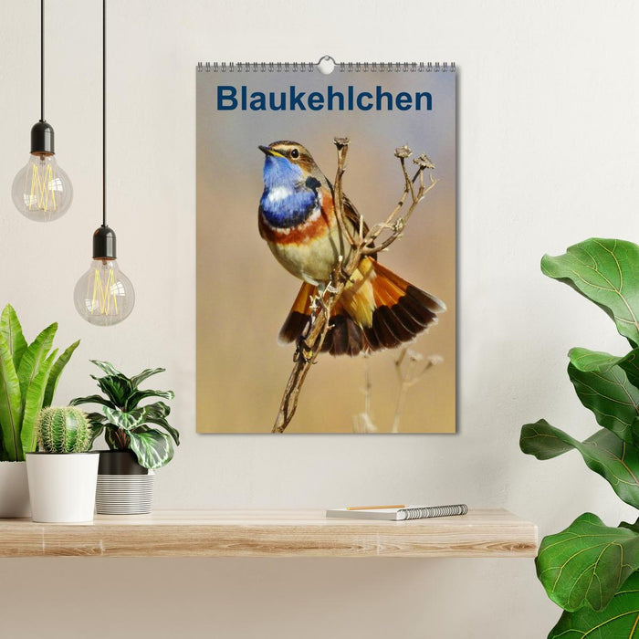 Blaukehlchen (CALVENDO Wandkalender 2024)