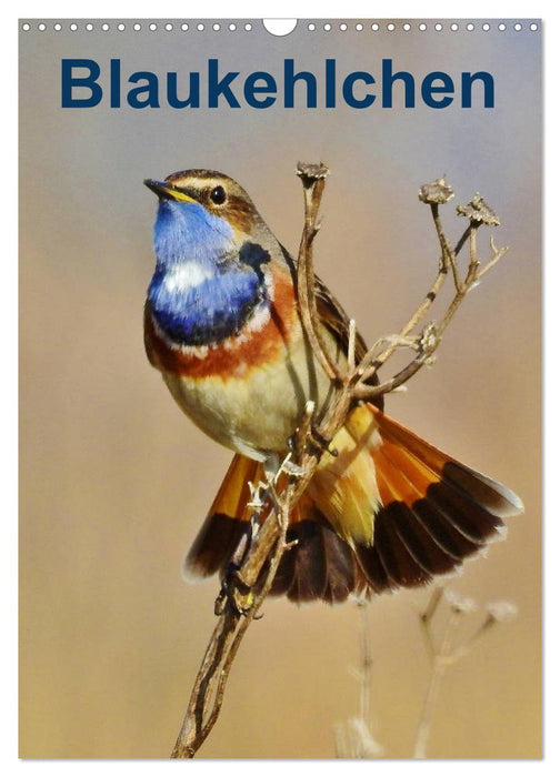 Blaukehlchen (CALVENDO Wandkalender 2024)