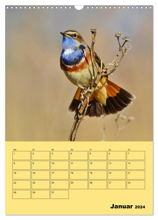 Blaukehlchen (CALVENDO Wandkalender 2024)