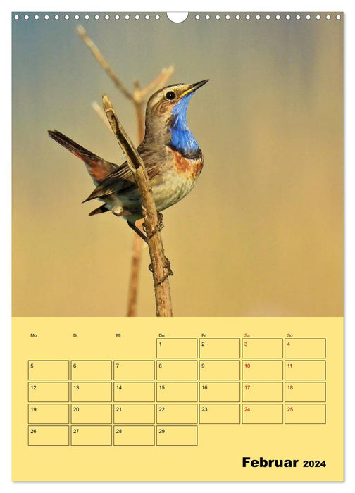 Blaukehlchen (CALVENDO Wandkalender 2024)