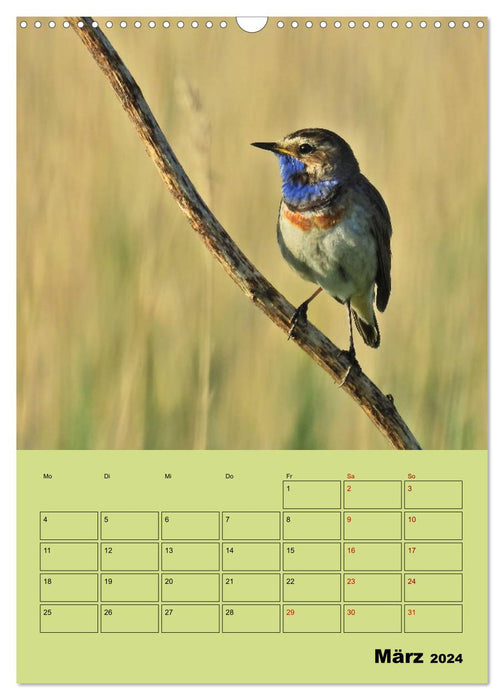 Blaukehlchen (CALVENDO Wandkalender 2024)