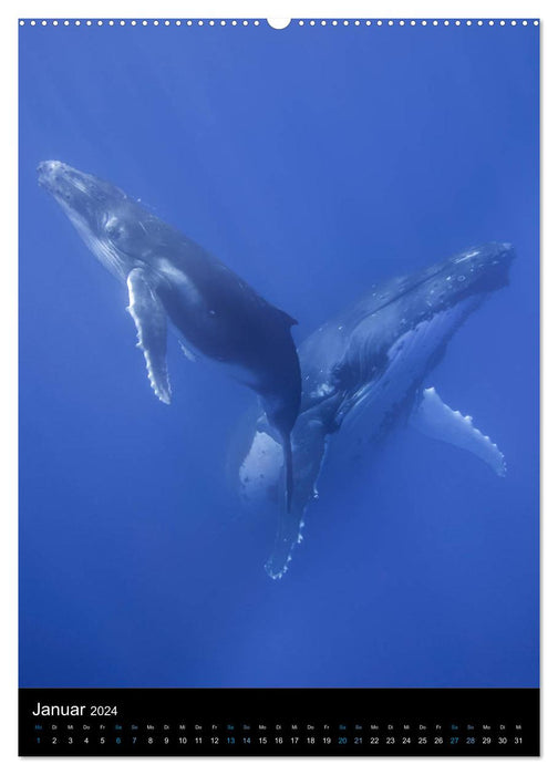 Im Reich der Wale (CALVENDO Wandkalender 2024)