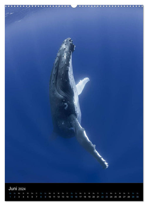 Au royaume des baleines (Calendrier mural CALVENDO 2024) 