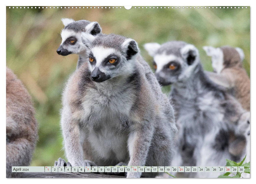 Les makis sont très doux (Calendrier mural CALVENDO 2024) 