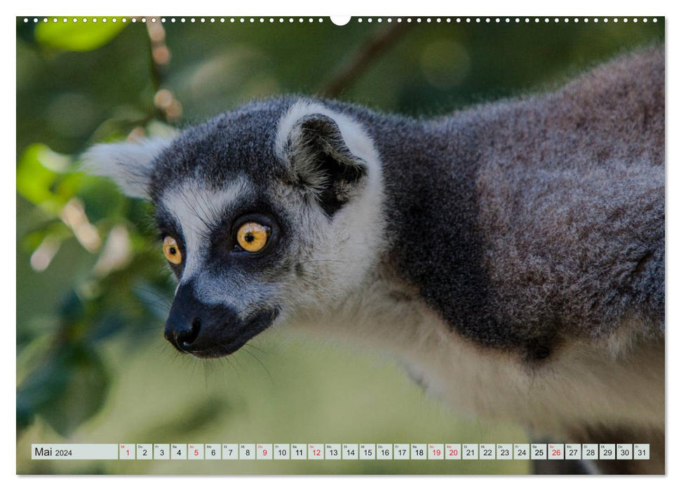 Les makis sont très doux (Calendrier mural CALVENDO 2024) 