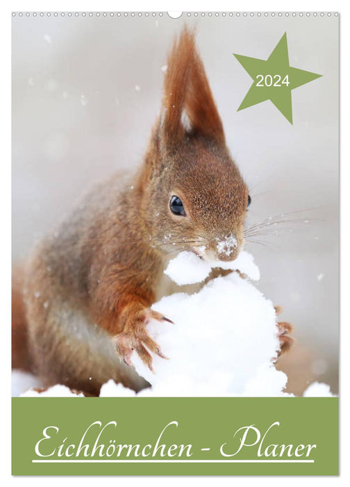 Eichhörnchen - Planer (CALVENDO Wandkalender 2024)