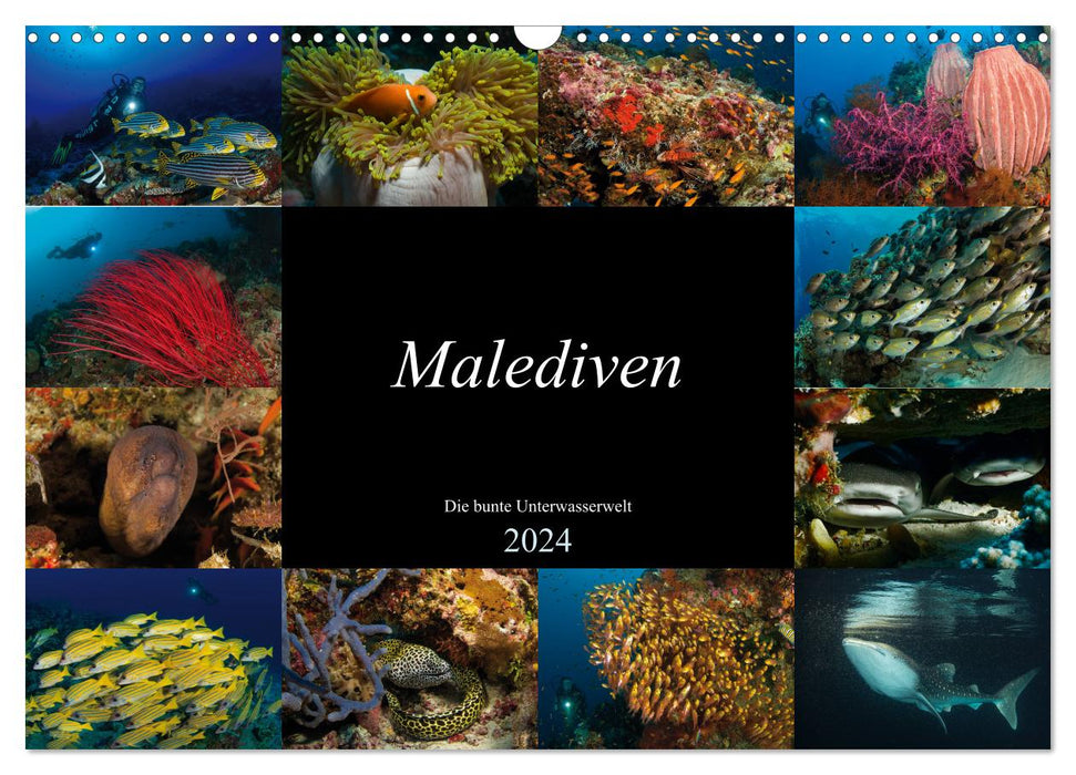 Malediven - Die bunte Unterwasserwelt (CALVENDO Wandkalender 2024)