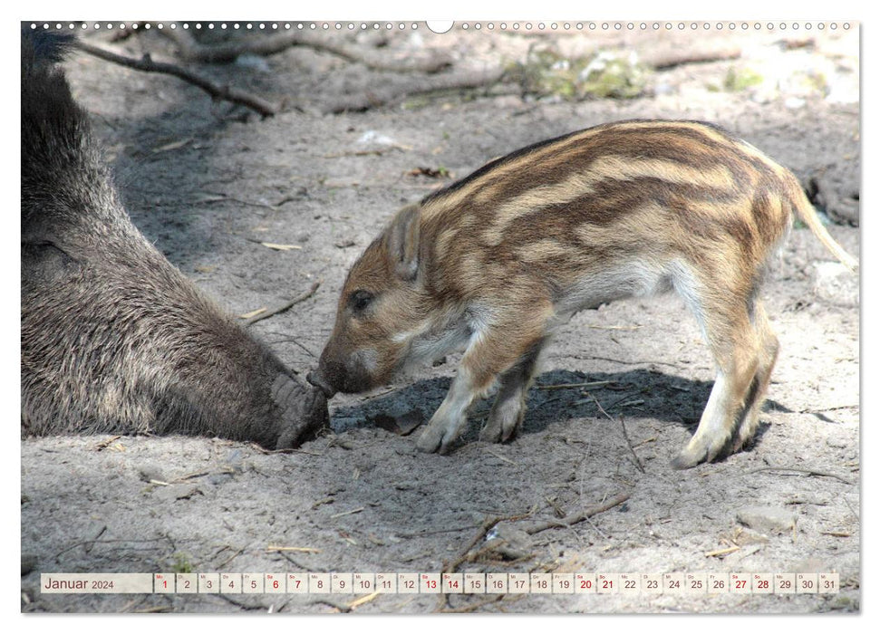 Tierische Schweinerei (CALVENDO Premium Wandkalender 2024)