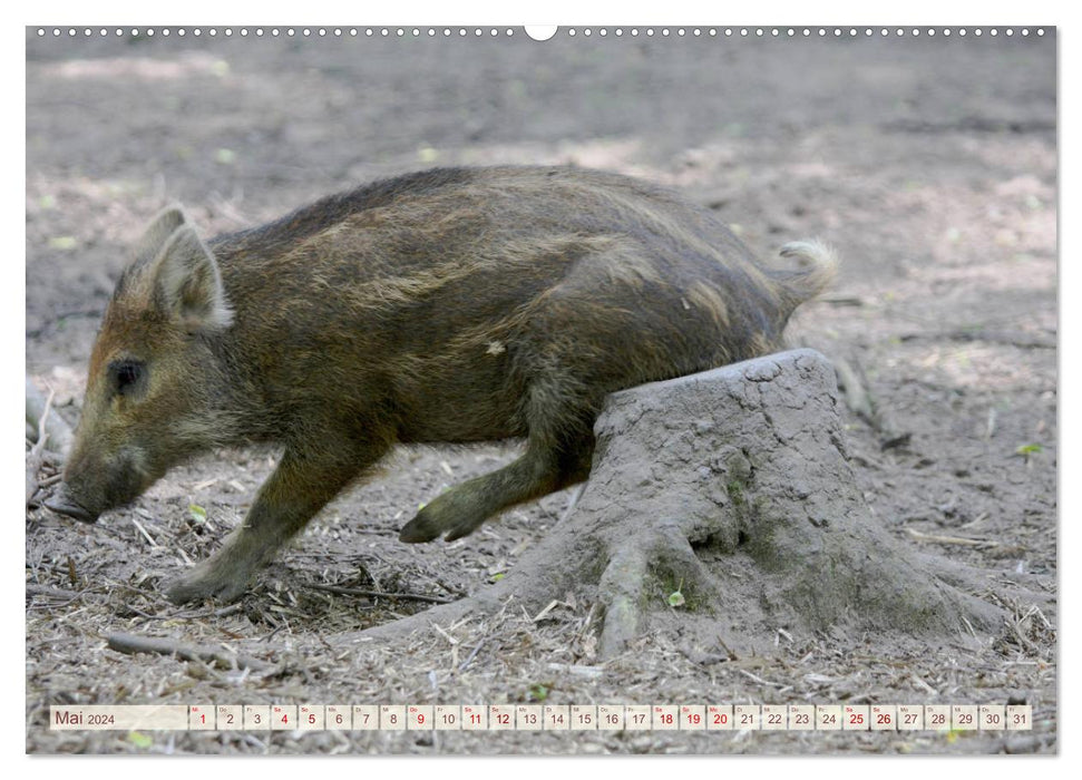Tierische Schweinerei (CALVENDO Premium Wandkalender 2024)
