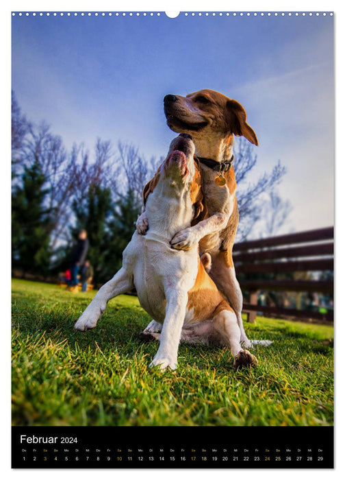 Beagle Action - Wilde Kuscheltiere (CALVENDO Premium Wandkalender 2024)