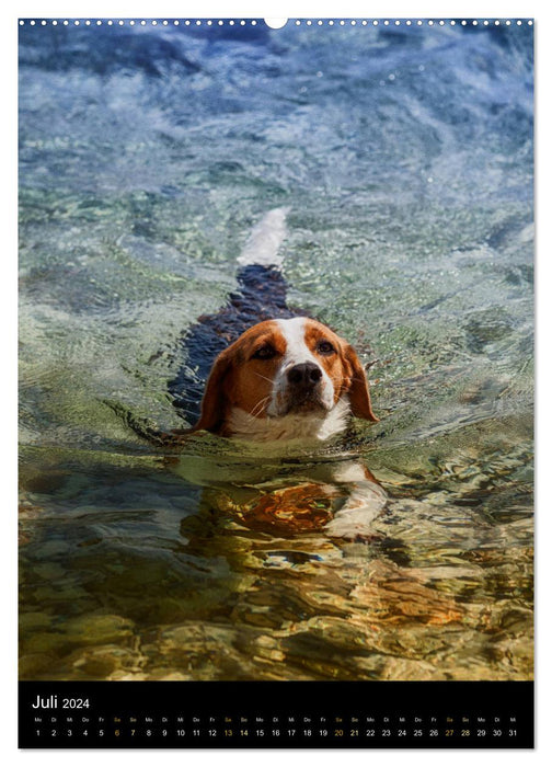 Beagle Action - Wilde Kuscheltiere (CALVENDO Premium Wandkalender 2024)