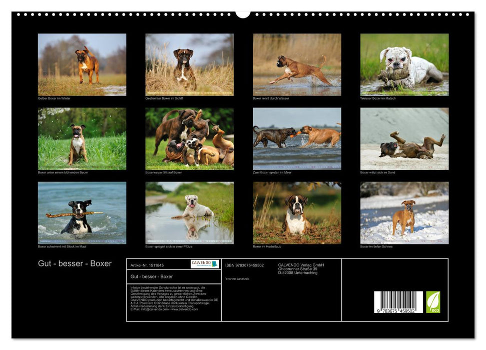 Good - better - Boxer (CALVENDO Premium Wall Calendar 2024) 