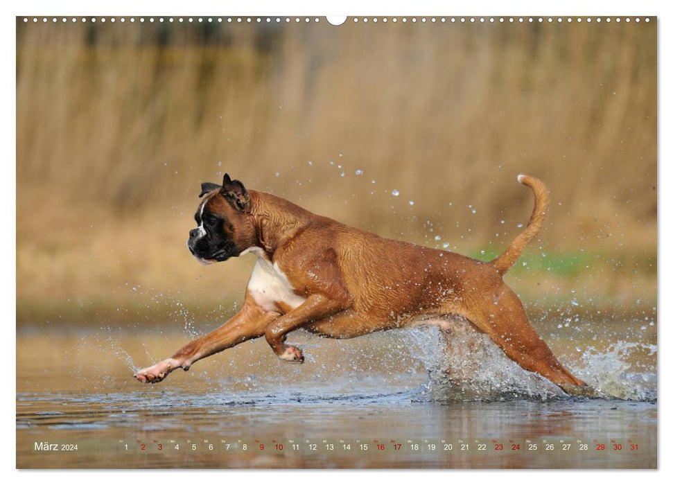 Gut - besser - Boxer (CALVENDO Premium Wandkalender 2024)