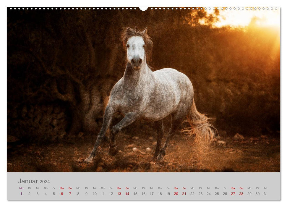Pferde - Anmut, Eleganz, Magie (CALVENDO Premium Wandkalender 2024)