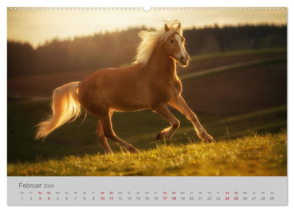 Pferde - Anmut, Eleganz, Magie (CALVENDO Premium Wandkalender 2024)