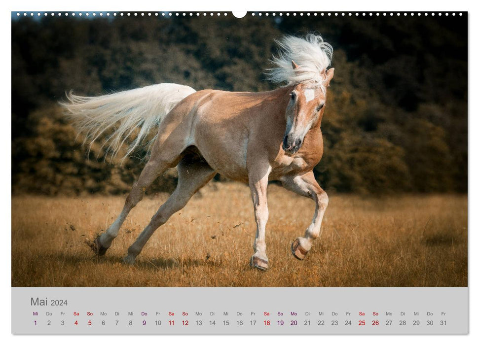 Pferde - Anmut, Eleganz, Magie (CALVENDO Premium Wandkalender 2024)