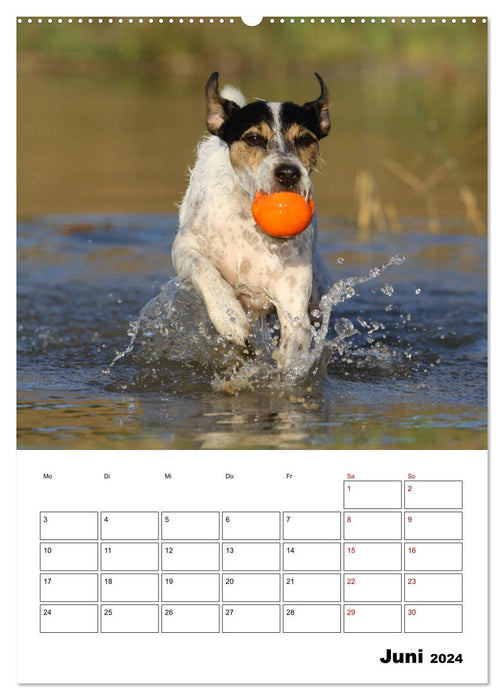 Tender Fellows - Parson Russell Terrier (CALVENDO Premium Wandkalender 2024)