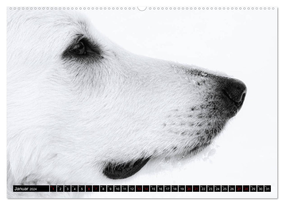 Weiße Schäferhunde in schönen Landschaften (CALVENDO Premium Wandkalender 2024)