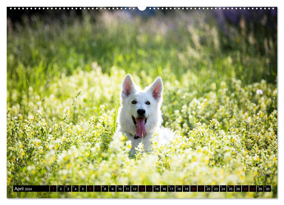 Weiße Schäferhunde in schönen Landschaften (CALVENDO Premium Wandkalender 2024)