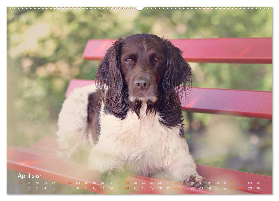 Faszination Jagdhund - Kleiner Münsterländer (CALVENDO Premium Wandkalender 2024)