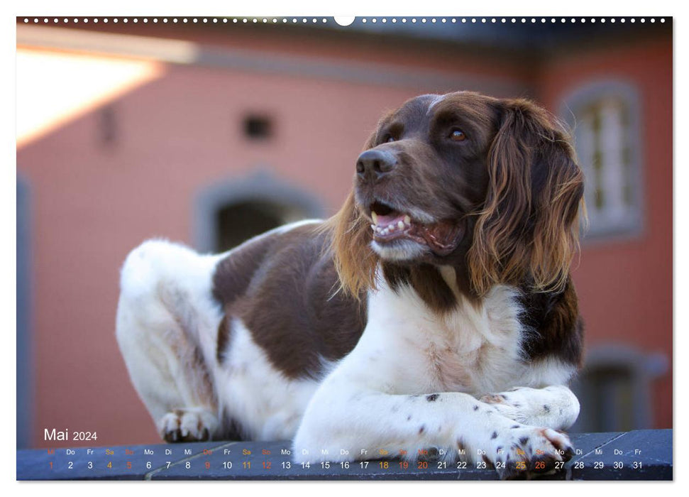 Faszination Jagdhund - Kleiner Münsterländer (CALVENDO Premium Wandkalender 2024)