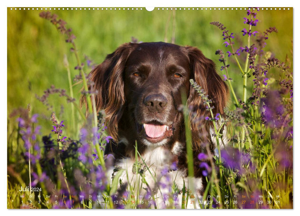 Faszination Jagdhund - Kleiner Münsterländer (CALVENDO Premium Wandkalender 2024)