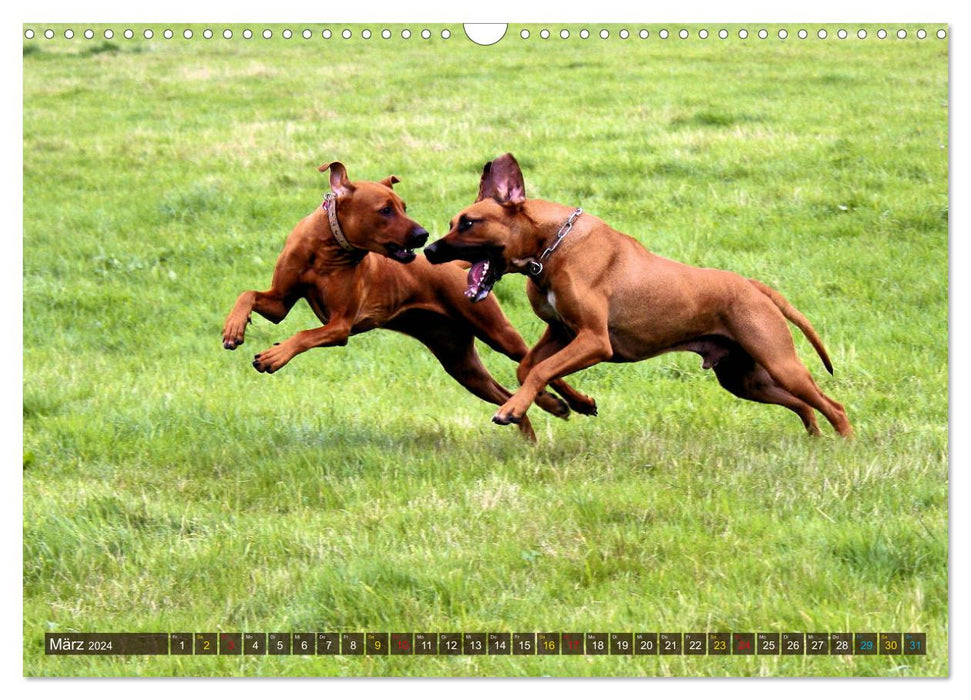 Rhodesian Ridgeback - eine Liebe fürs Leben (CALVENDO Wandkalender 2024)