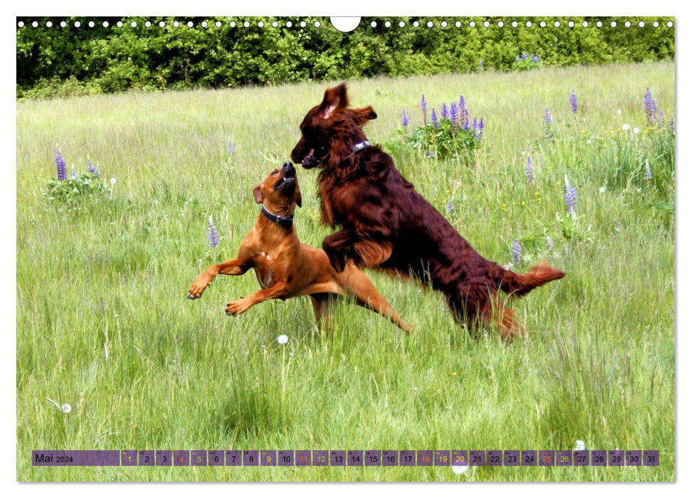 Rhodesian Ridgeback - eine Liebe fürs Leben (CALVENDO Wandkalender 2024)