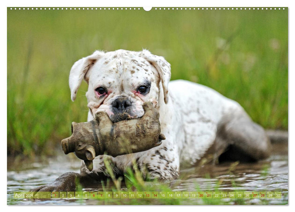 Gut - besser - Boxer (CALVENDO Wandkalender 2024)