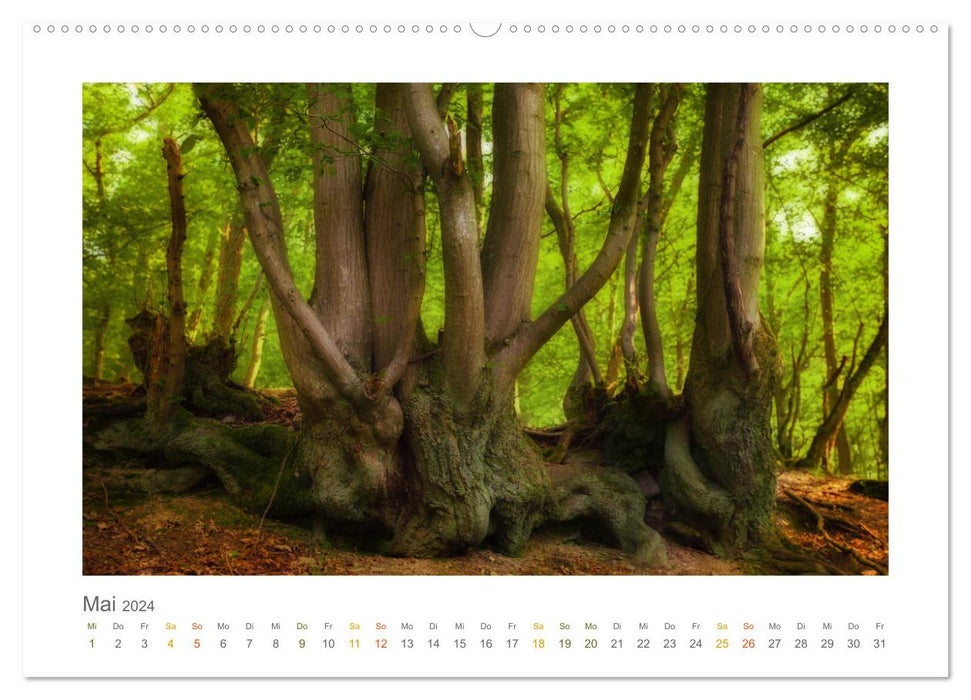 In the fairytale forest of the Untertaunus (CALVENDO wall calendar 2024) 