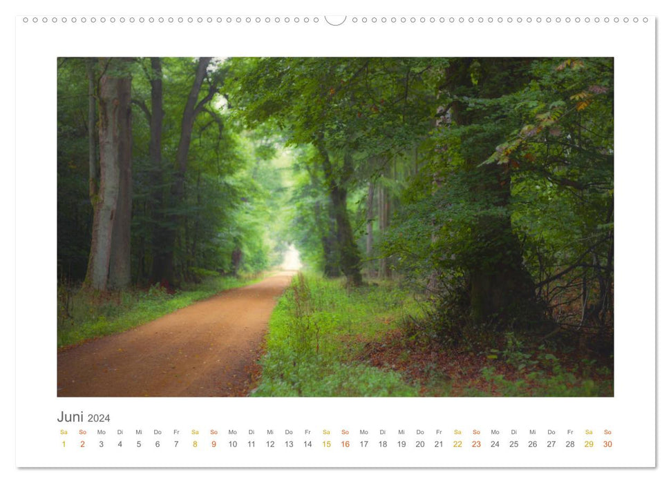 In the fairytale forest of the Untertaunus (CALVENDO wall calendar 2024) 