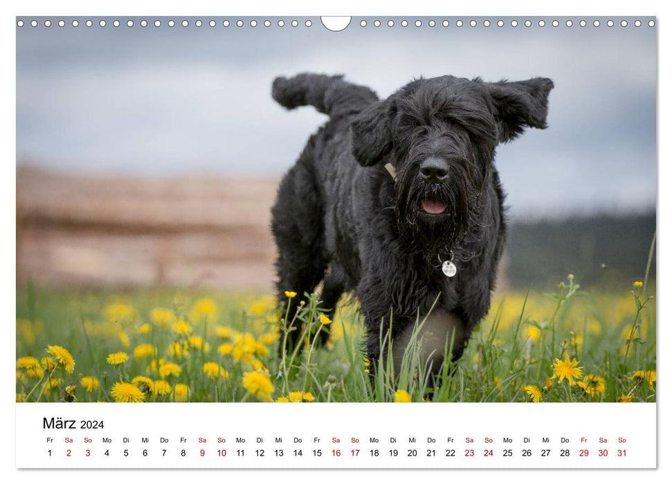 Schnauzer... from dwarves and giants 2024 (CALVENDO wall calendar 2024) 