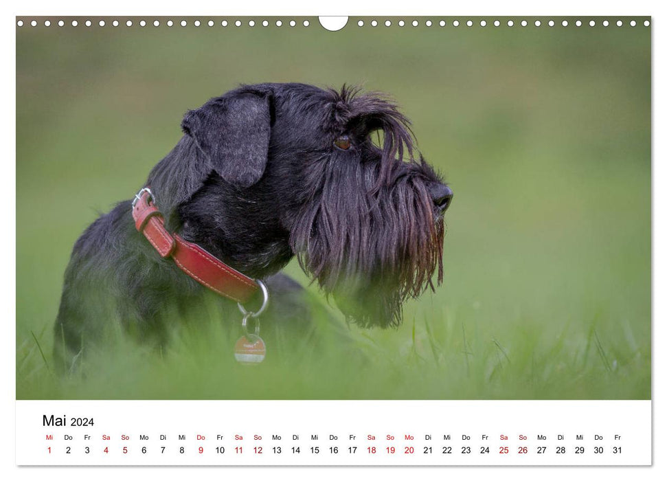 Schnauzer... from dwarves and giants 2024 (CALVENDO wall calendar 2024) 