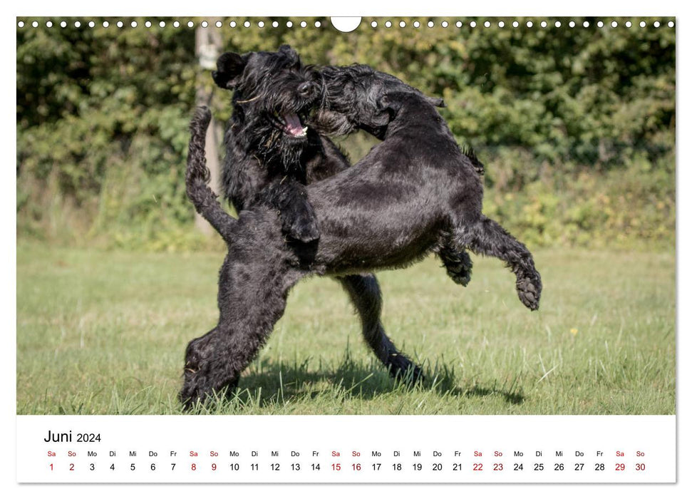 Schnauzer... from dwarves and giants 2024 (CALVENDO wall calendar 2024) 