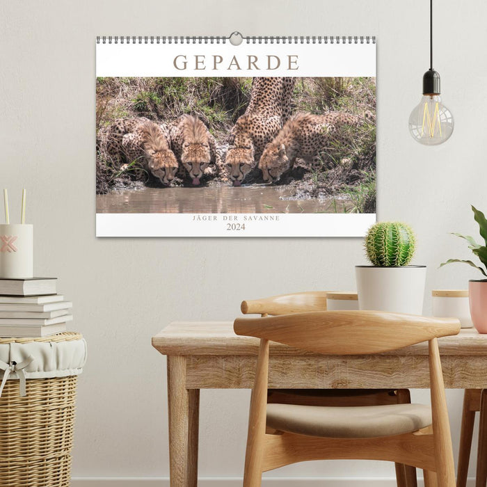 Cheetahs - hunters of the savannah (CALVENDO wall calendar 2024) 