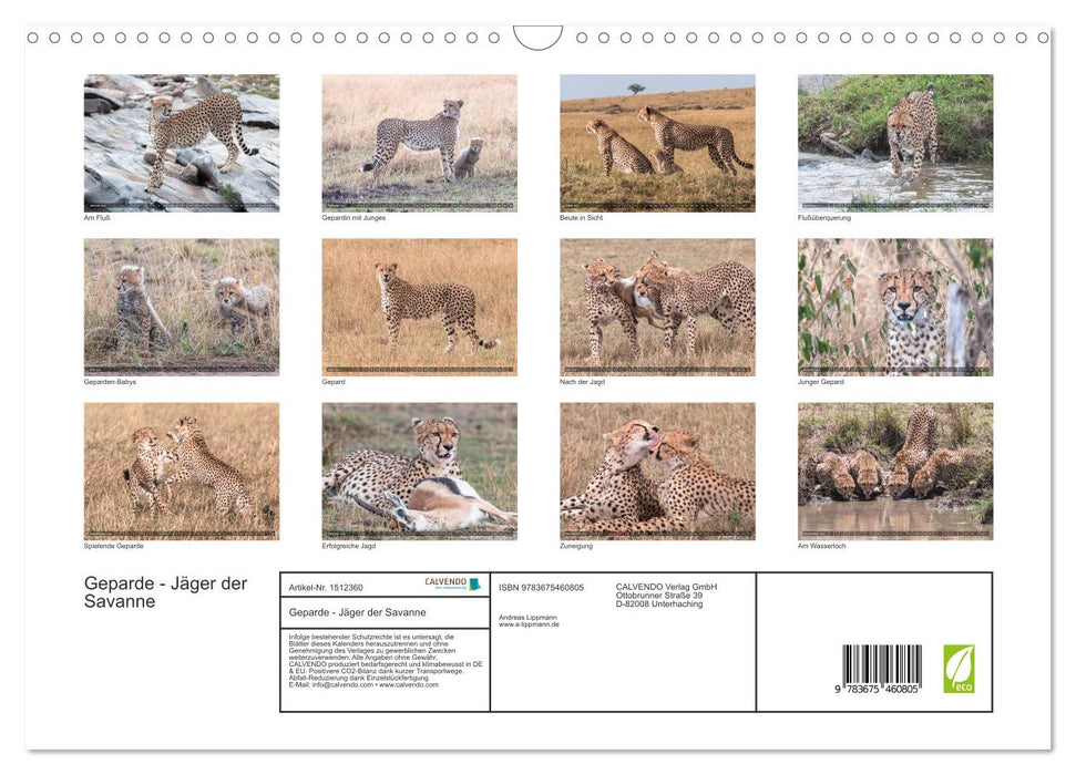 Cheetahs - hunters of the savannah (CALVENDO wall calendar 2024) 