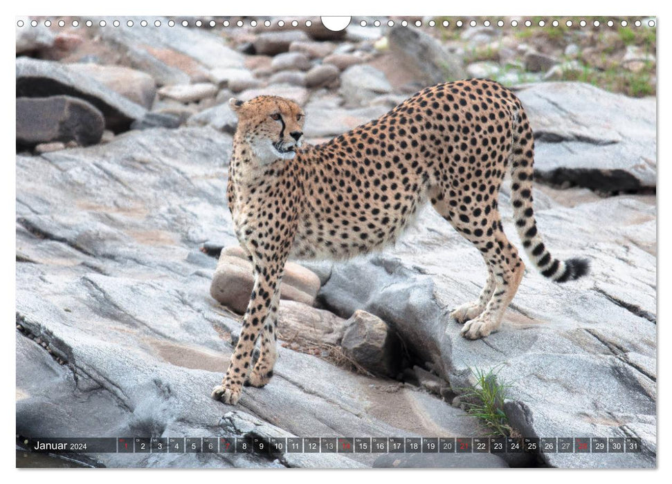 Cheetahs - hunters of the savannah (CALVENDO wall calendar 2024) 