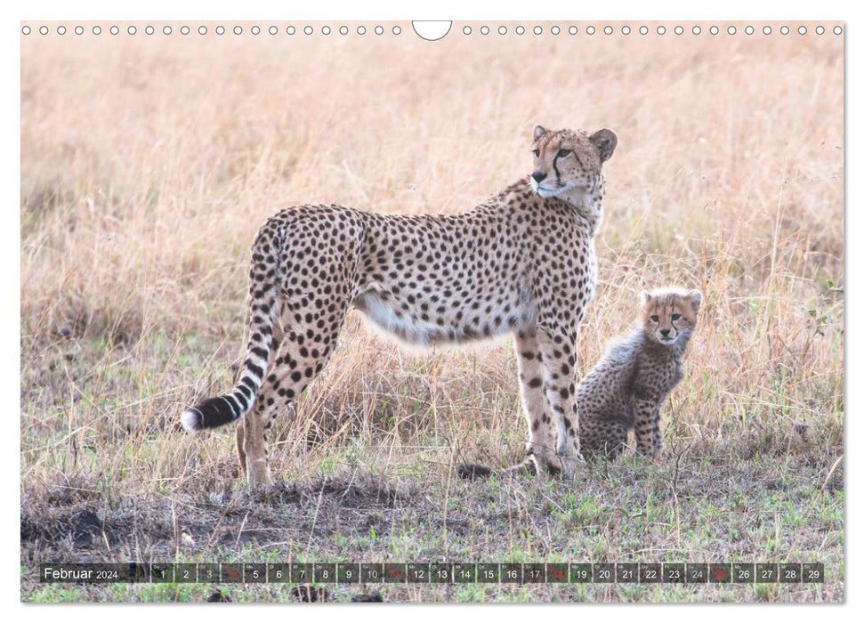 Cheetahs - hunters of the savannah (CALVENDO wall calendar 2024) 