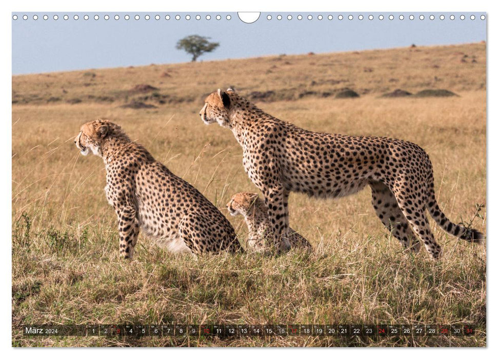 Cheetahs - hunters of the savannah (CALVENDO wall calendar 2024) 