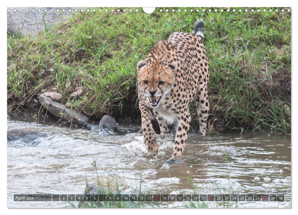 Cheetahs - hunters of the savannah (CALVENDO wall calendar 2024) 