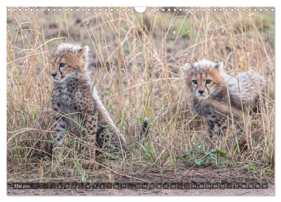 Cheetahs - hunters of the savannah (CALVENDO wall calendar 2024) 