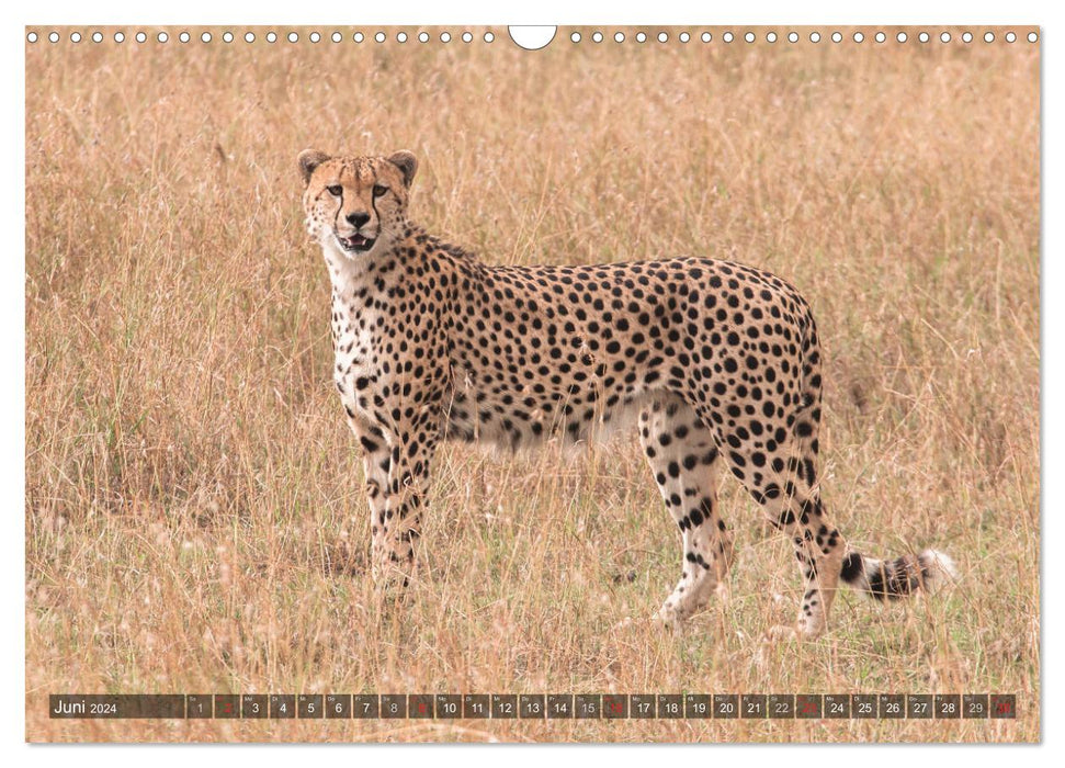 Cheetahs - hunters of the savannah (CALVENDO wall calendar 2024) 