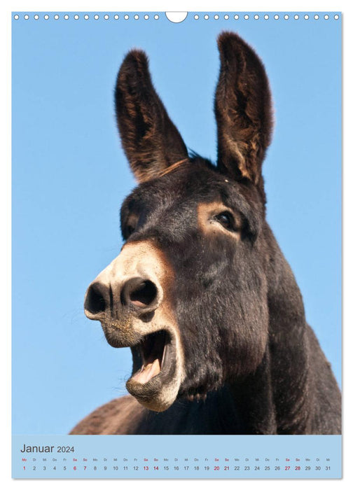 Funny donkeys - long ears in portrait (CALVENDO wall calendar 2024) 